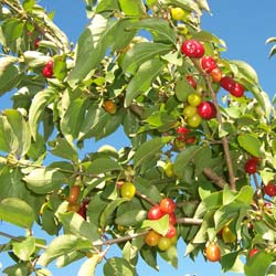 Dogwood, cornelian cherry